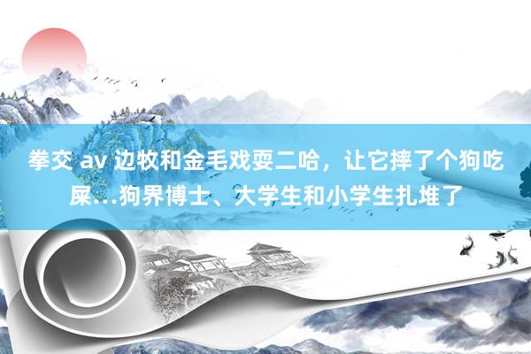 拳交 av 边牧和金毛戏耍二哈，让它摔了个狗吃屎…狗界博士、大学生和小学生扎堆了